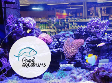 Brussels Aquarium: un traitement écologique de l’eau